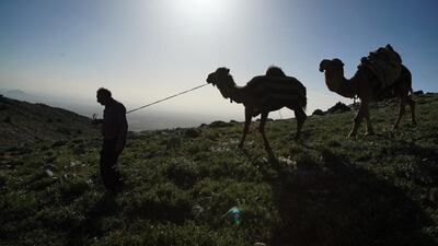 Hasan Bacak descends a hill with two camels near the village of Kazimkarabekir, south Turkey, on May 16, 2016. Bram Janssen/AP Photo