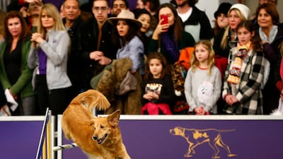 Golden retriever Twist competes in the masters agility championship. Photo: AP