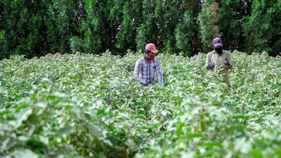 Farmers pick out ripe eggplants from the field. All photos by Victor Besa / The National