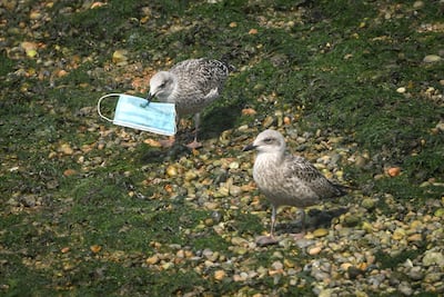 DOVER, UNITED KINGDOM - AUGUST 11: A gull picks up a discarded protective face mask from the shoreline in the marina on August 11, 2020 in Dover, England. Wildlife conservation groups have warned of the impact that single-use facemasks are already having on the environment, with discarded facemasks, rubber gloves, hand sanitiser bottles and other pieces of single-use PPE washing up on beaches globally. With billions of disposable masks in use around the world, conservationists are concerned that a new wave of plastic-based waste will create huge problems over the coming years. (Photo by Leon Neal/Getty Images)