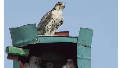 The Environment Agency-Abu Dhabi is working with the Ministry of Nature, Environment and Tourism on an artificial nesting project in Mongolia aimed at increasing the wild saker falcon population.