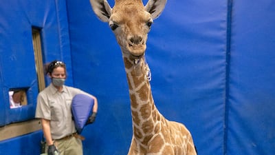 The brace features the animal's distinct pattern of crooked spots to match her fur. San Diego Zoo Wildlife Alliance via AP