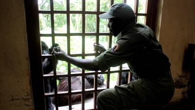 A Congolese ranger attends to an orphaned baby Grauer Gorilla at the Senkwekwe centre in Rumangabo in the Virunga National Park in the Democratic Republic of Congo. Charly Kasereka / AFP