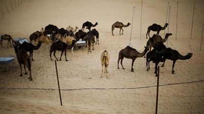 Camel owners do not accept established evidence that camels are carriers of the coronavirus. Workers at farms often live in remote areas without access to information on how to minimise transmission risk. (Andrew Henderson/ The National / May 29 2009)