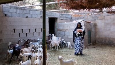 Umm Salem carries a lamb in her farm in Wadi Al Aim. Reem Mohammed / The National