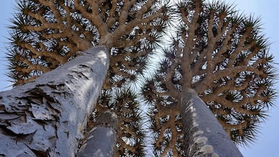 A Dragon’s Blood Tree provides shade on the Diksam Plateau in the centre of the Yemeni island of Socotra, a species found only on the Indian Ocean archipelago. AFP