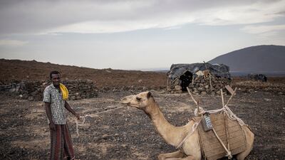Camels can reach the top of Erta Ale