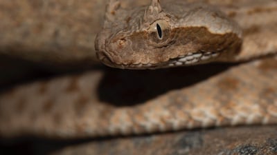 Persian horned viper (Pseudocerastes persicus), Fujairah. Photo: Balazs Buzas