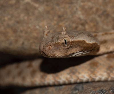 A Persian-horned viper in Fujairah. Photo: Balazs Buzas