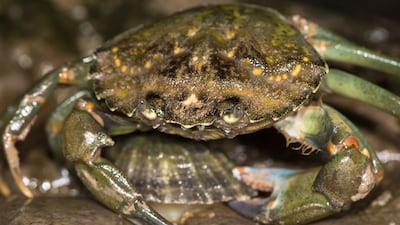 Shore crabs have damaged shellfish beds in the US and are now found in Australia, South Africa and South America. Getty Images