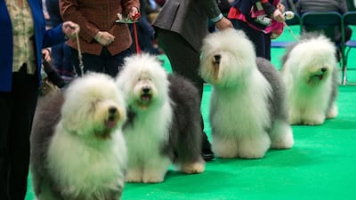 Old English Sheepdogs are judged on the third day of the Crufts dog show at the National Exhibition Centre in Birmingham, central England. AFP