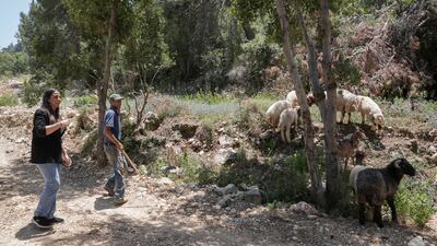 Livestock at a farm in Fetri, Lebanon.