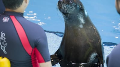 Swan, a 13-year-old South African Fur Seal, is one of four sea lions attracting crowds to Sea Lion Point at the Atlantis hotel complex on the Palm Jumeirah in Dubai. Visitors can pat, stroke and hug the animals – and the lucky ones might be favoured with a kiss. Antonie Robertson / The National