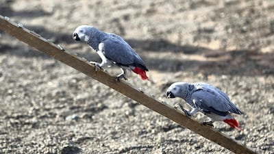 Parrots climb a ladder to throw cigarette butts in the bin. Chris Whiteoak / The National