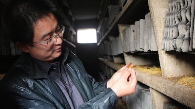 Wang Fuming, a cockroach farmer from Shandong province in eastern China, looks on as his 15 million insects devour a ton of fresh vegetable pulp. Carol Xiao For The National