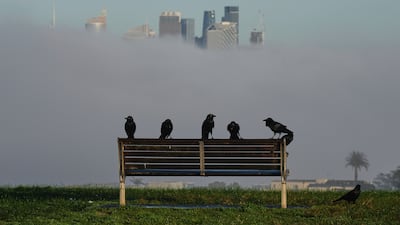 Birds perch on a park bench as a dense fog envelops Sydney, Australia, causing major delays for commuters. AP Photo