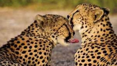 Two of the cheetahs on Sir Bani Yas Island. Soon they will be roaming free and hunting to feed themselves.