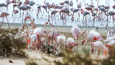 Thousands of flamingos call Al Wathba Wetland Reserve home.