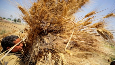 A Egyptian wheat farmer in Al Qalyubia governorate. Egypt is the world's biggest wheat importer and is facing rising food inflation. Reuters