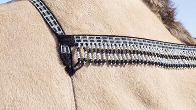 Camel adornment at the Al Dhafra Festival.