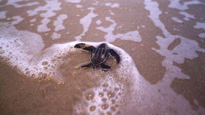 Numerous sightings of rare marine creatures including dugongs, pink dolphins and whale sharks have been reported in Thailand since parks and beaches were closed due to the coronavirus outbreak. Reuters