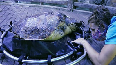 The Environmental Agency Abu Dhabi (EAD) and The National Aquarium located at Al Qana in Abu Dhabi successfully treated and pre-released a loggerhead turtle. All pictures courtesy of EAD/National Aquarium