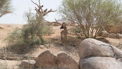 A gazelle at the Sheikh Zayed Desert Learning Centre. Saeed Al Neyadi / Crown Prince Court - Abu Dhabi