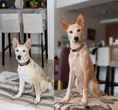 A before and after of Kiera Doherty's rescue dog Pepsi.