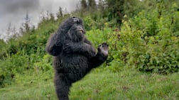 High Five by Mark Meth-Cohn for Nikon Comedy Wildlife Awards. Photo: Mark Meth-Con