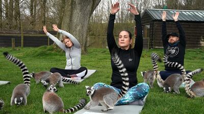 Carolyn Graves, the owner the hotel adds: "Lemoga offers our guests the chance to feel at one with nature, at the same time joining in with the lemurs’ playtime." PA