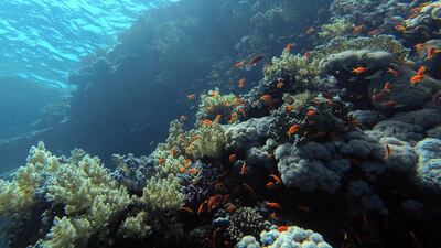 Fishes swim at the Gordon Reef site in the Red Sea, near Sharm El-Sheikh, Egypt. EPA