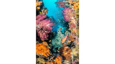 Catherine Holmes's Kaleidoscope of Colour, taken in Raja Ampat, Indonesia, is the winner in Coral Reefs category. Catherine Holmes / UPY 2025