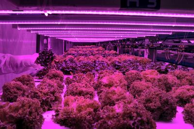 Inside Badia Farms, established by entrepreneur Omar Al Jundi and British agricultural expert Grahame Dunling, July 25, 2018, Dubai. Reem Mohammed / The National