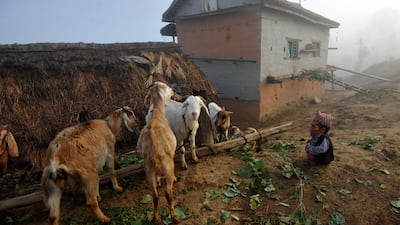 Chandra Bahadur Dangi, a 72-year-old Nepali who claims to be the world's shortest man at 56 centimetres (22 inches) in height, looks at goats at his home village in Reemkholi village, Dang district, some 540 kilometres southwest of Kathmandu. AFP PHOTO/???