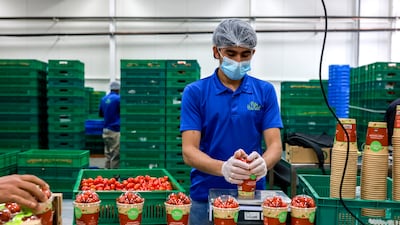 Candy tomatoes being produced in Al Ain. Victor Besa / The National