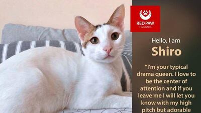 If interested in adopting, contact Red Paw Foundation on Facebook or email contact@redpawfoundation.org.