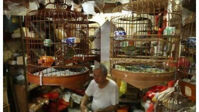 Bird cages hang in a stall at a bird market in Hong Kong yesterday. Hong Kong worked to contain any outbreak of bird flu after the teeming city recorded its first human case of the illness since 2003.
