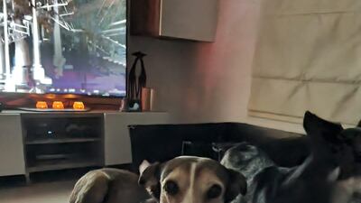 Vets think Jenny, believed to be about 10, had been lying by the roadside for about a week when she was picked up last June.