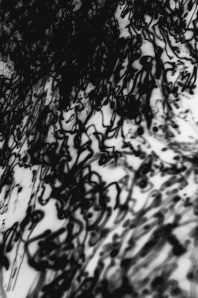 Catch the final week of the exhibition Lion Woman Man Water Sand at Etihad Modern Art Gallery, featuring works by artists including Bruna Stude (pictured: a detail of Octopus Ink II). Etihad Modern Art Gallery