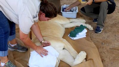 Five lions, three pythons, and two crocodiles have been taken from homes in Sharjah this year by the Environment and Protected Areas Authority. Courtesy Environment and Protected Areas Authority