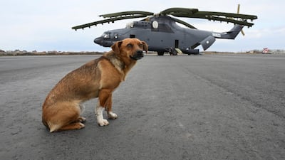 A dog sits on the tarmac during a demonstration tour in Rostov-on-Don, Russia. Reuters