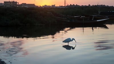 An egret bird at a lake in Al Maadea district of Behera Governorate, Egypt. EPA