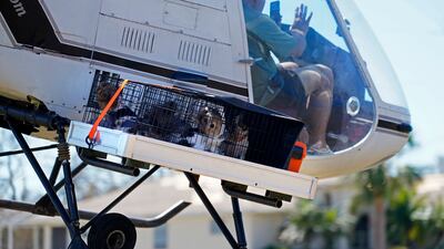 Dogs are strapped on to the external cargo platform of a helicopter as owner Tom Koch is moved to safety by members of Mediccorps.org. AP