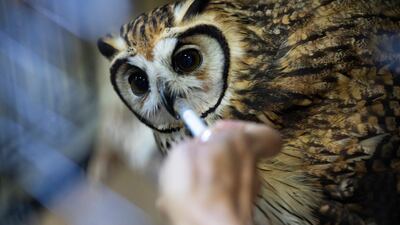 The veterinarian and environmentalist Grecia Marquis uses a syringe to give water to an owl at the Feathers and Tails in Freedom foundation, in Caracas, Venezuela. The owl who was found two months ago with a wing injury is now recovering after surgery. AP Photo