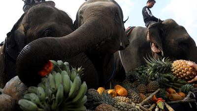 People feed elephants before the King's Cup Elephant Polo Tournament in Bangkok, Thailand. Soe Zeya Tun / Reuters