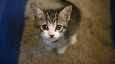 A feline friend ready for adoption at Abu Dhabi Falcon Hospital. Fatima Al Marzouqi / The National