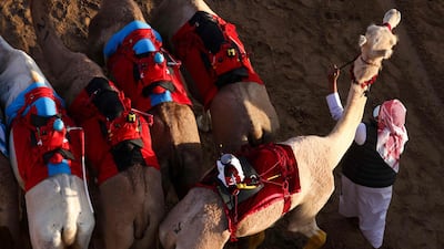 A handler directs camels equipped with robot jockeys to the starting gate before a race, at Dubai's Al Marmoom heritage village, on Friday, April 9, 2021. AFP