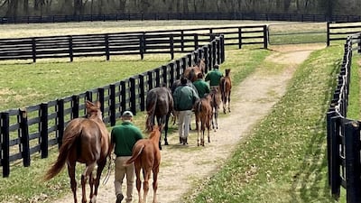 At Lane's End, she apparently was most impressed with Alysheba, the 1988 Kentucky Derby winner and Horse of the Year. Photo: Lane's End