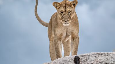 'Wake-up Call' by Gabriella Comi from Italy, of a stand-off between a lion and a cobra in the Serengeti National Park, Tanzania