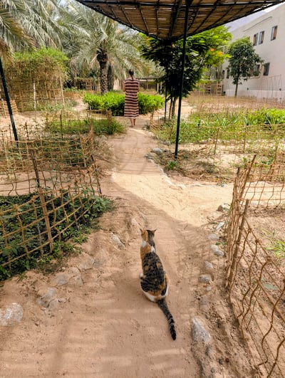 One of the resort's 50 or so cats follows us around as we explore the resort's organic garden. Hayley Kadrou / The National